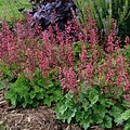 Heuchera Berry Timeless