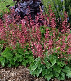 Heuchera Berry Timeless