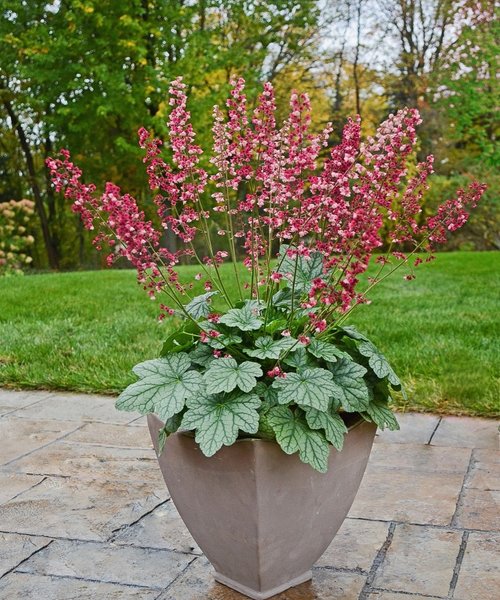 Heuchera Berry Timeless