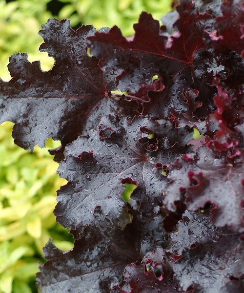 Heuchera Black Beauty