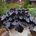 Heuchera Black Pearl