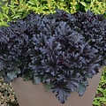 Heuchera Black Pearl