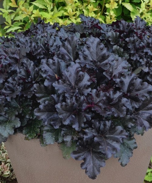 Heuchera Black Pearl