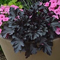 Heuchera Black Pearl