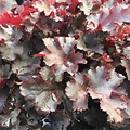 Heuchera Indian Summer Heuchera Blackberry