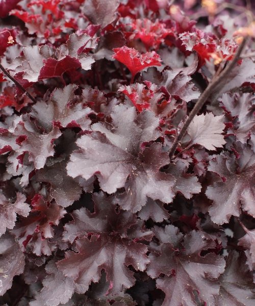 Heuchera Indian Summer Heuchera Blackberry