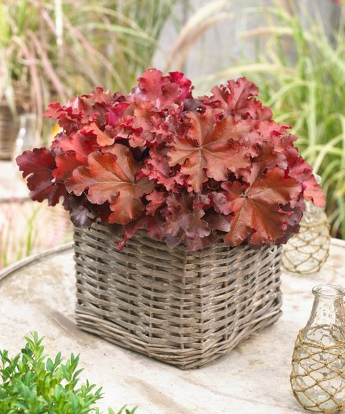 Heuchera Indian Summer Heuchera Boysenberry