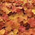 Heuchera Caramel