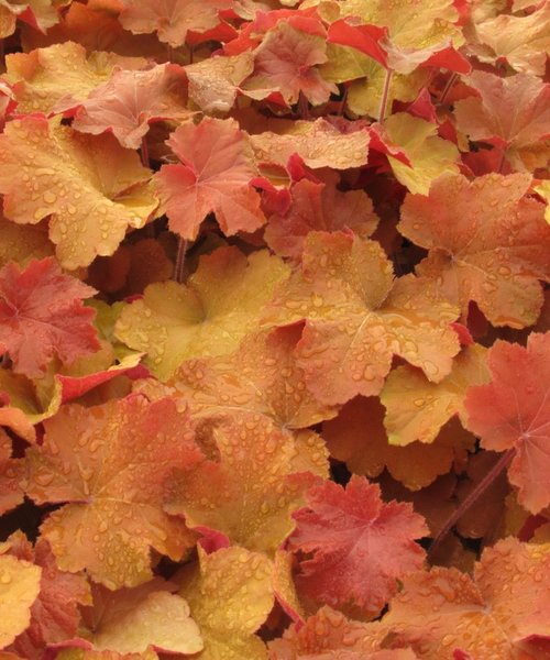 Heuchera Caramel