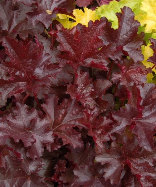 Heuchera Chocolate Ruffles