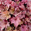 Heuchera Indian Summer Heuchera Coralberry