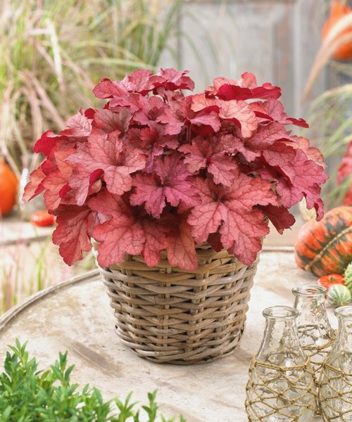 Heuchera Indian Summer Heuchera Coralberry