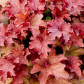 Heuchera Indian Summer Heuchera Cranberry