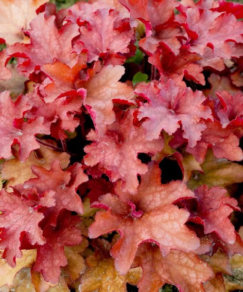 Heuchera Indian Summer Heuchera Cranberry