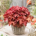 Heuchera Indian Summer Heuchera Cranberry