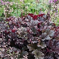 Heuchera Dark Secret