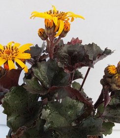 Ligularia Pandora