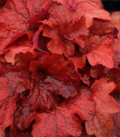 Heuchera Fire Alarm