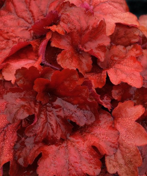 Heuchera Fire Alarm