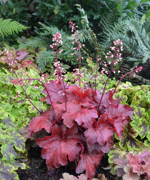 Heuchera Fire Alarm