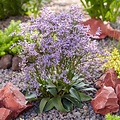 Limonium Dazzle Rocks