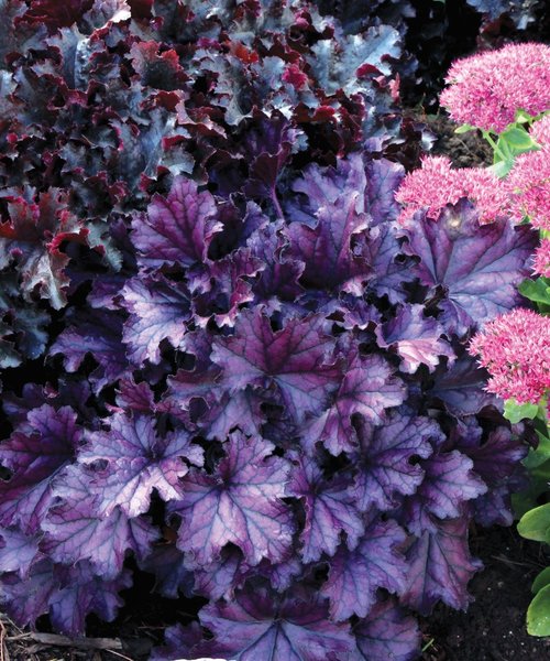 Heuchera Forever Purple