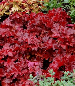 Heuchera Forever Red