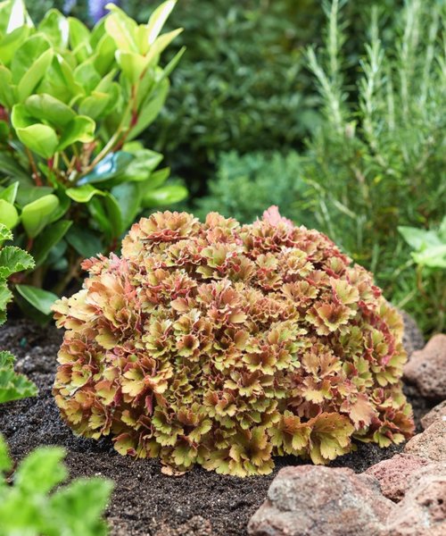 Heuchera Frilly