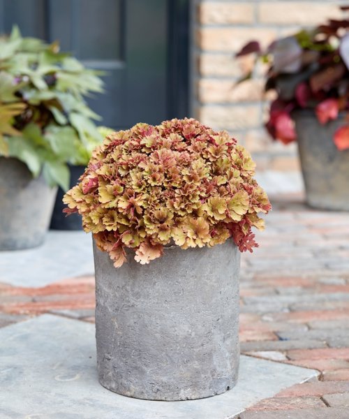 Heuchera Frilly