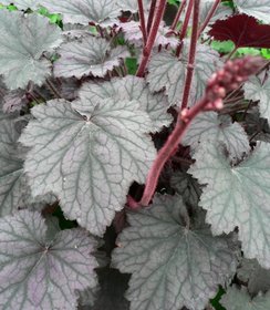 Heuchera Frosted Violet