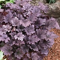 Heuchera Frosted Violet