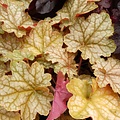 Heuchera Ginger Ale