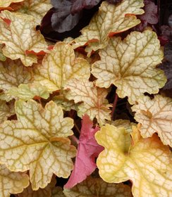 Heuchera Ginger Ale