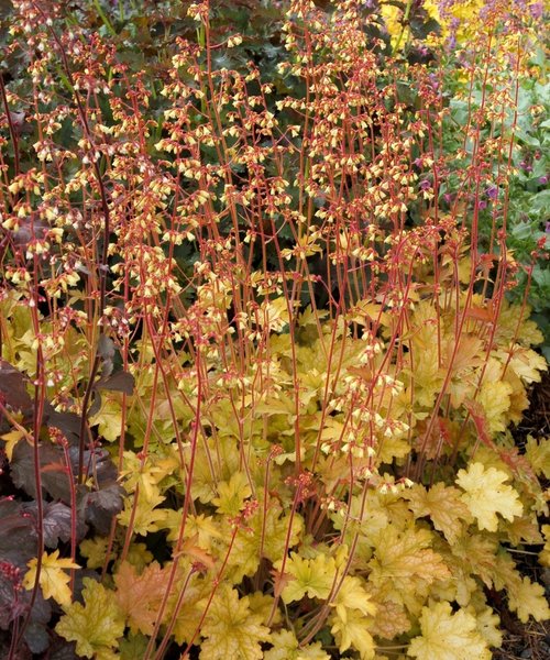 Heuchera Ginger Ale