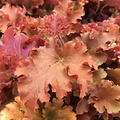 Heuchera Indian Summer Heuchera Gojiberry