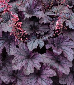 Heuchera Grape Timeless