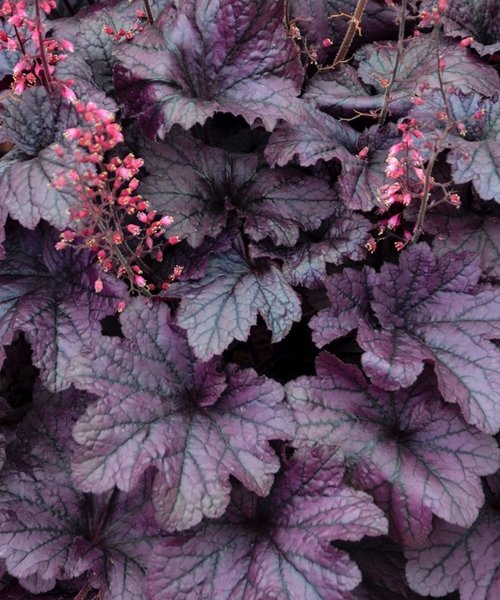 Heuchera Grape Timeless