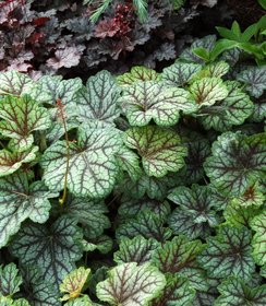 Heuchera Green Spice