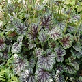 Heuchera Green Spice