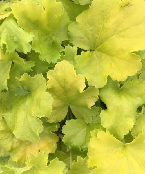 Heuchera Lemon Love