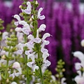 Salvia Fashionista Salvia Fashionista Snow Kiss