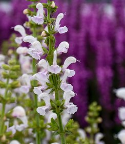Salvia Fashionista Snow Kiss