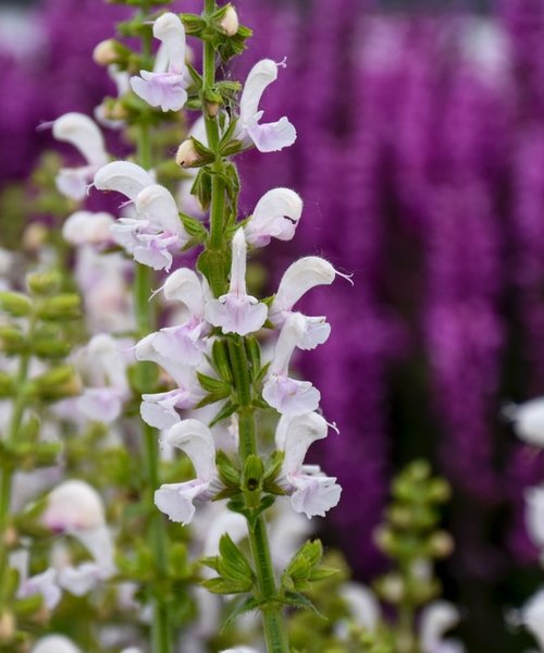 Salvia Fashionista Salvia Fashionista Snow Kiss