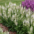 Salvia Fashionista Salvia Fashionista Snow Kiss