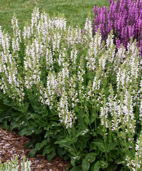 Salvia Fashionista Salvia Fashionista Snow Kiss