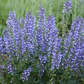 Salvia Color Spires Azure Snow