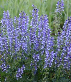 Salvia Fashionista Azure Snow