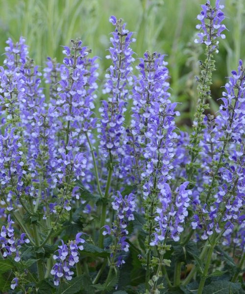 Salvia Fashionista Salvia Fashionista Azure Snow