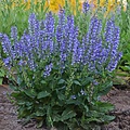Salvia Fashionista Salvia Fashionista Azure Snow