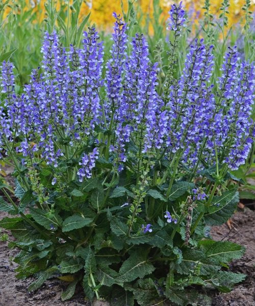 Salvia Fashionista Salvia Fashionista Azure Snow